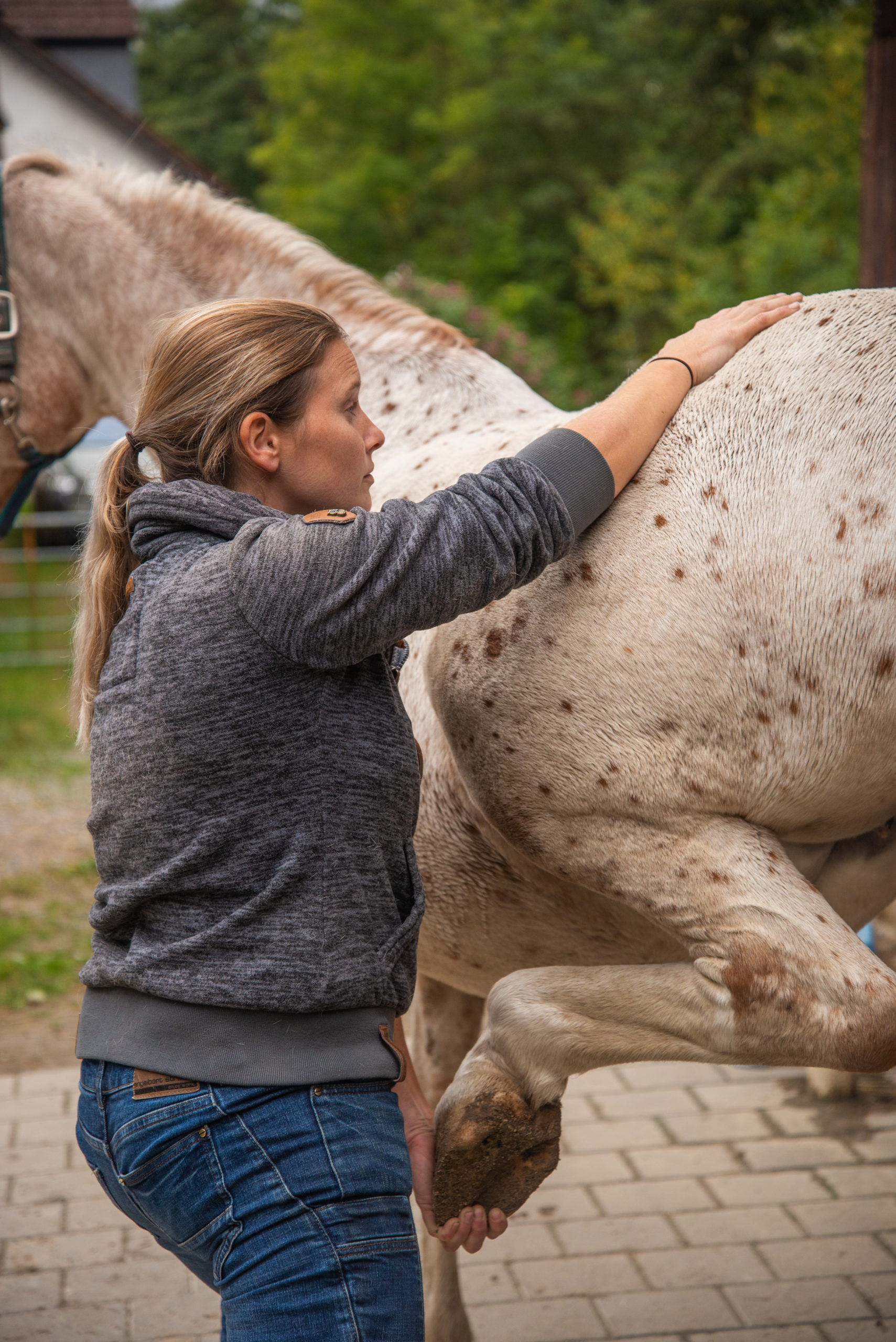 Behandlung Pferd Lisa Brehm